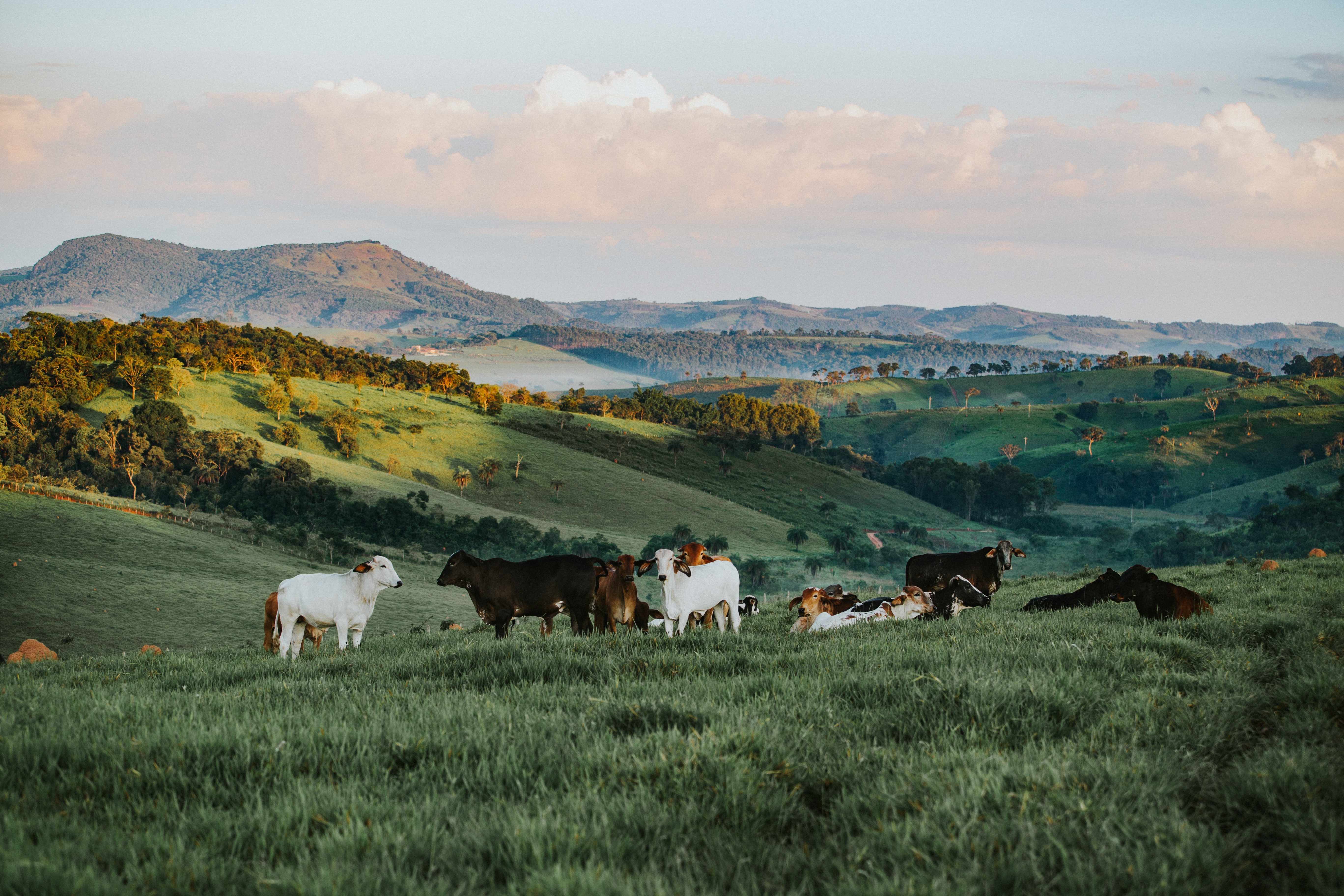 Colorado Agriculture